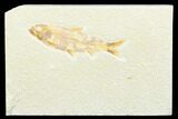Detailed Fossil Fish (Knightia) - Wyoming #176328-1